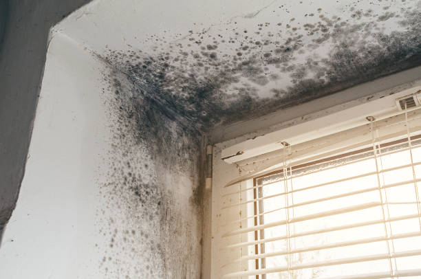 Affordable Hvac And Air Duct Mold Remediation solutions in Paris, TN
